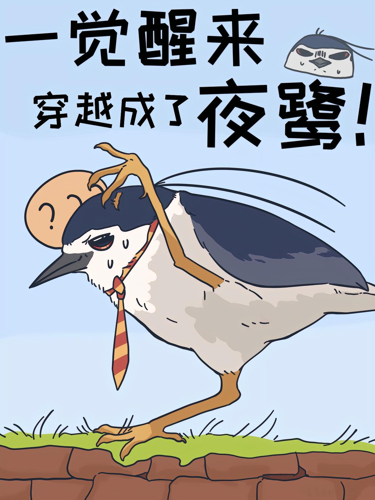 一覺醒來，穿越成了夜鷺